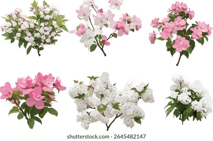 Crabapple tree Malus set, flowering white and pink, big bush, cutout, vector illustration, fruit trees, spring flowers, landscape plants, decorative garden tree.