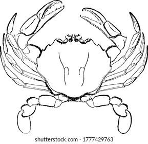 Crabs are decapod crustaceans, it has a round, flat body covered by a shell, vintage line drawing or engraving illustration.