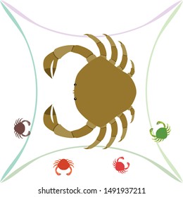 Crabs. Seafood. Vector illustration of a sea animal.