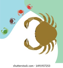 Crabs. Seafood. Vector illustration of a sea animal.