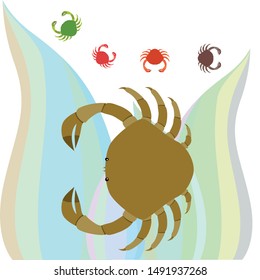 Crabs. Seafood. Vector illustration of a sea animal.
