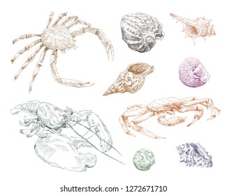 Crabs and seashells hand drawn set. Vector illustration. 