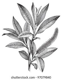 Crack Willow (Salix fragilis) male branch / vintage illustration from Meyers Konversations-Lexikon 1897
