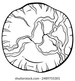 Cracked cap of a lying shiitake mushroom. Asian raw edible forest fungus. Vector illustration in hand drawn sketch doodle style. Line art graphic isolated on white for coloring book, print