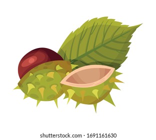 Cracked Chestnut Shell with Thorns and Brown Nut Inside Vector Illustration