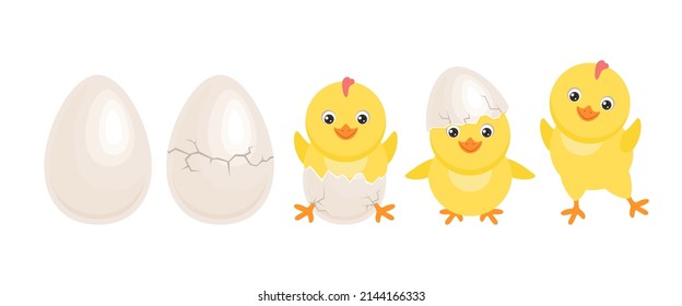 Cracked chicken eggs with newborn baby chick isolated on white background. Cute chicken hatched from egg. Funny yellow bird in different poses. Vector easter cartoon flat illustration. 