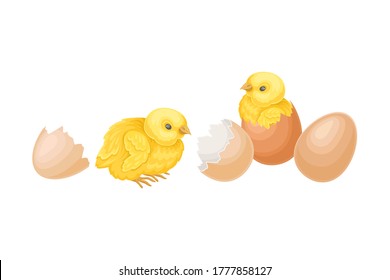 Cracked Eggshell with Yellow Chicks as Hatching Process Vector Illustration