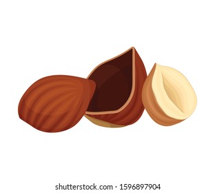 Cracked Hazelnut Isolated on White Background Vector Element