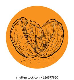 Cracked Open Walnut Sketch, a hand drawn vector illustration of a walnut, isolated with a simple background.
