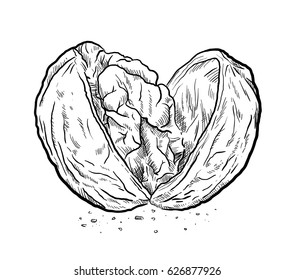 Cracked Open Walnut Sketch, a hand drawn vector illustration of a walnut.