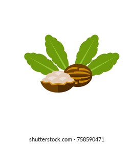 Cracked Shea Nuts Vector Icon