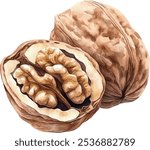 Cracked walnut halves watercolor hand painted. Fresh nut pieces isolated on white background.