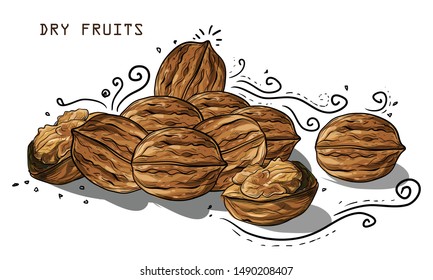 cracked walnut isolated on the white background illustrations