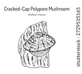Cracked-cap polypore mushroom (Phellinus rimosus), medicinal plant. Hand drawn botanical vector illustration