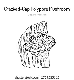 Champiñón poliporo de tapa agrietada (Phellinus rimosus), planta medicinal. Dibujado a mano Ilustración vectorial botánica
