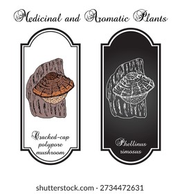 Cracked-cap polypore mushroom (Phellinus rimosus), medicinal plant. Hand drawn botanical vector illustration