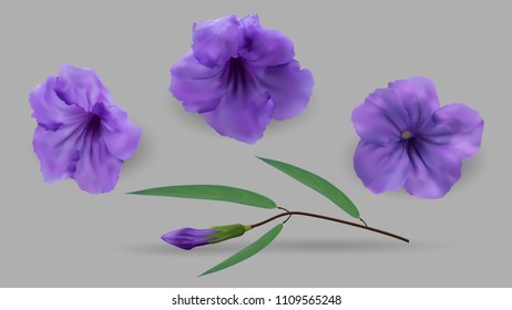 Cracker plant purple flowers and green leaves realistic vector on grey background.