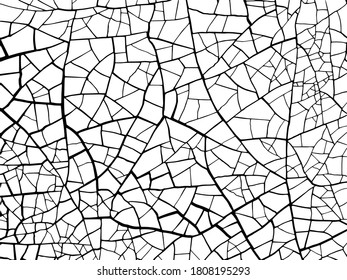 The cracks texture white and black. Vector background. Cracks in dry surface soil texture. shards