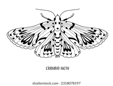 Crambid moth hand drawn illustration. Black and white moth isolated vector illustration