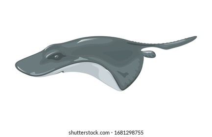 Crampfish or Atlantic torpedo is a species of electric ray fish having dark color, almost circular pectoral fin disk and robust tail with large triangular caudal fin. Vector isolated on white.
