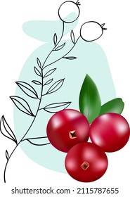 Ilustración vectorial de colaje de Cranberries para decoración y diseño de embalajes