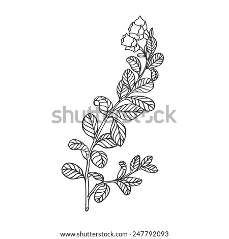 cranberries flower - linear vector drawing on a white background