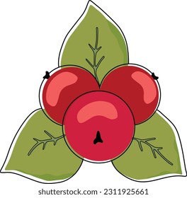 Cranberries isolated on white background. Vector illustration