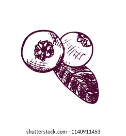 Cranberries with leaf, hand drawn doodle, sketch, outline black and white vector illustration