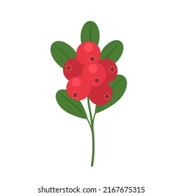 Cranberries with leaves isolated on white background. Cranberry red berries icon for package design. Vector berries illustration in flat style.