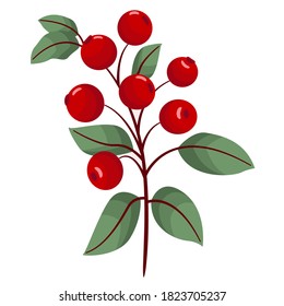 Cranberries auf Ast, einzeln auf Weiß. Vektorgrafik.