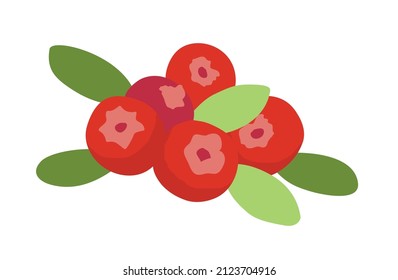 Las berries de fondo blanco. Ilustración vectorial.