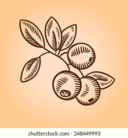 Cranberries. Retro engraving style illustration. Hand drawn.