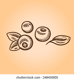 Cranberries. Retro engraving style illustration. Hand drawn.