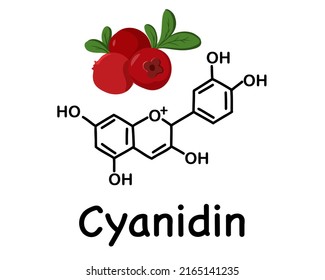 Cranberries, wild berry. Cyanidin is a natural organic compound, a special type of anthocyanidin. Chemical structure of anthocyanin (C15H11O6). Vector illustration