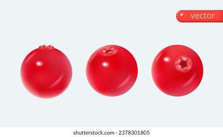 Cranberry 3d realistic set. Realistic vector in cartoon style. Isolated vector