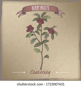Cranberry aka Vaccinium oxycoccos branch color sketch on vintage background. Berry fruits series. Great for traditional medicine, perfume design, cooking or gardening.