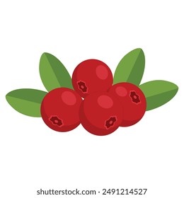 Cranberry berries with green
leaves on white background. Healthy food vector illustration.