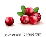 Cranberry berries on a white background. Vector illustration