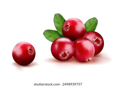 Preiselbeeren auf weißem Hintergrund. Vektorgrafik