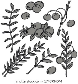 Cranberry berry Black Line vector