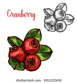 Cranberry berry color sketch icon. Vector botanical design of cranberries fruits bunch with leaf for juice or jam dessert or farmer market isolated color sketch symbol