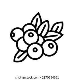 vector de icono de la línea de berry de arándanos. señal de arándano. símbolo de contorno aislado ilustración negra