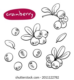 Cranberry. Colección de bocetos en línea negra de frutas y bayas aisladas en fondo blanco. Doodle dibujó frutas a mano. Ilustración del vector