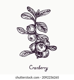 Cranberry Branch With Berries And Leaves, Simple Doodle Drawing With Inscription, Gravure Style