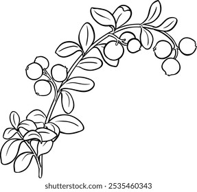 Cranberry Branch Isolated Outline Illustration.