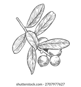 Rama de arándano sobre un fondo blanco. Ilustración vectorial dibujada a mano de arándano o cowberry.