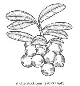 Rama de arándano sobre un fondo blanco. Ilustración vectorial dibujada a mano de arándano o cowberry.