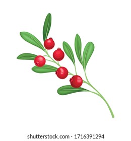 Cranberry Branch with Red Berries and Green Fibrous Leaves Vector Illustration
