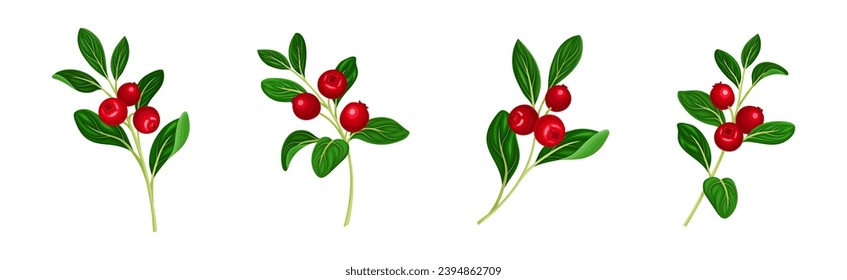 Rama de arándano con Fruta de Berry Rojo y Vector de hojas verdes