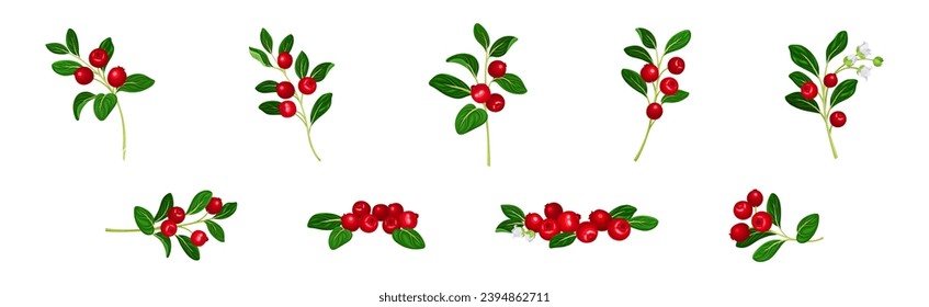 Rama de arándano con Fruta de Berry Rojo y Vector de hojas verdes